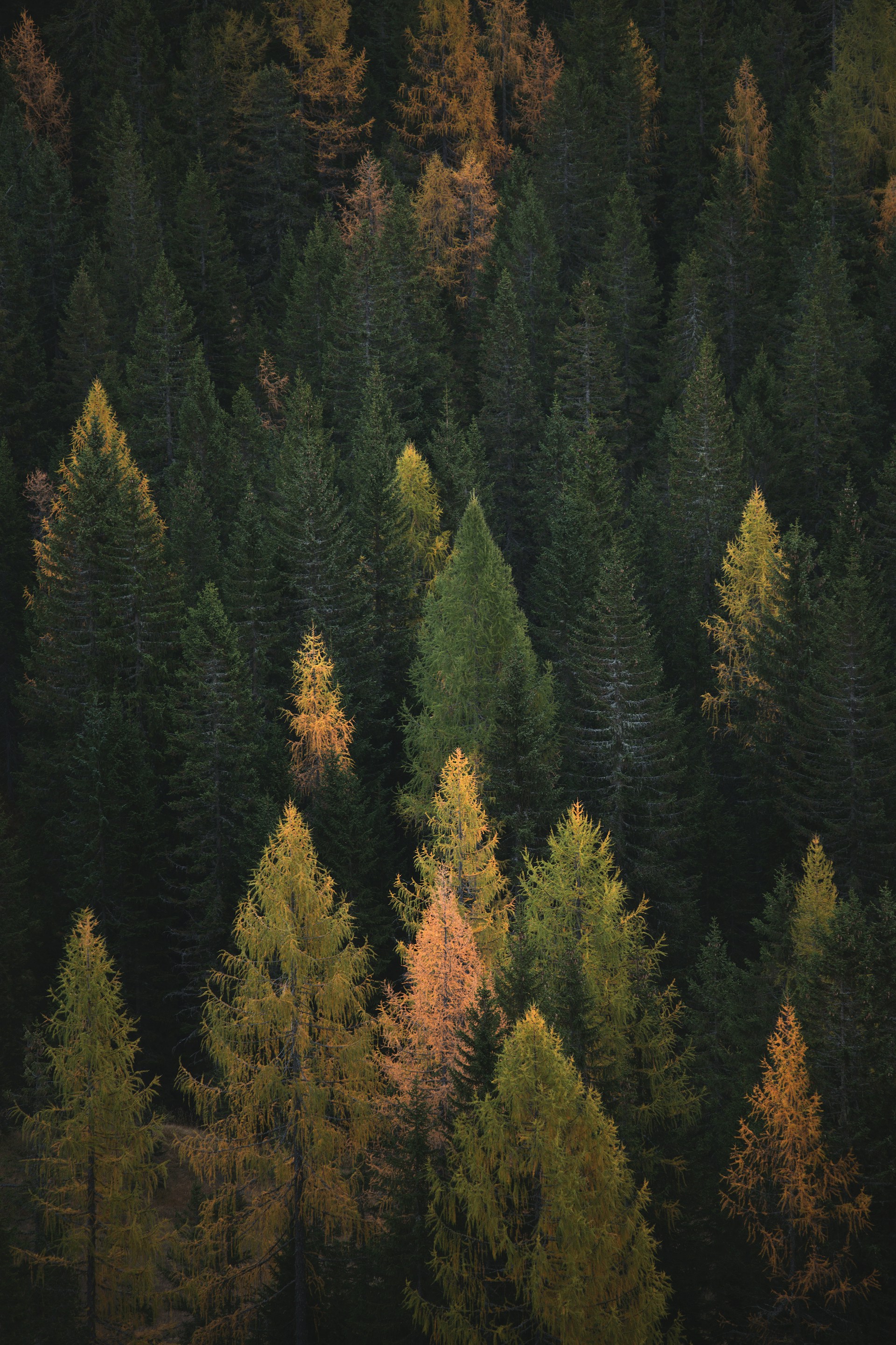 Hillside Restoration